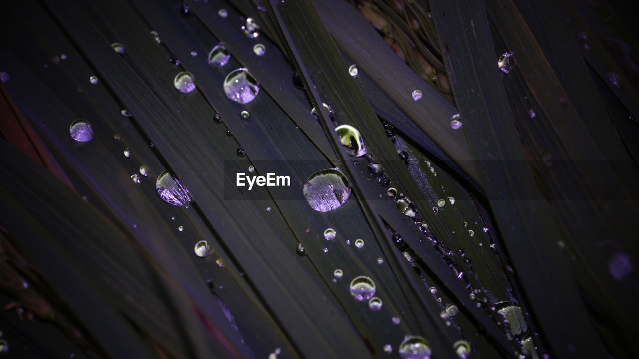 Close-up of raindrops on leaves