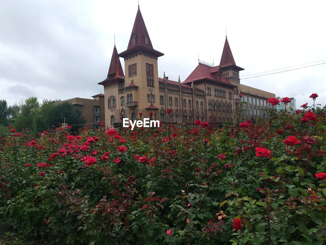 RED FLOWERING PLANTS AGAINST BUILDING