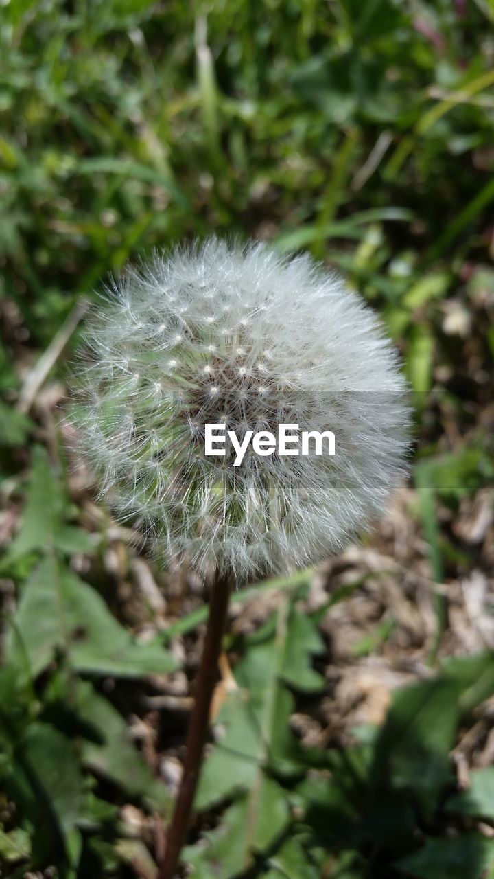 Close-up of dandelion flower