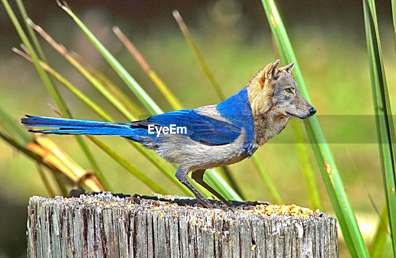 CLOSE-UP OF BIRD PERCHING ON BLUE