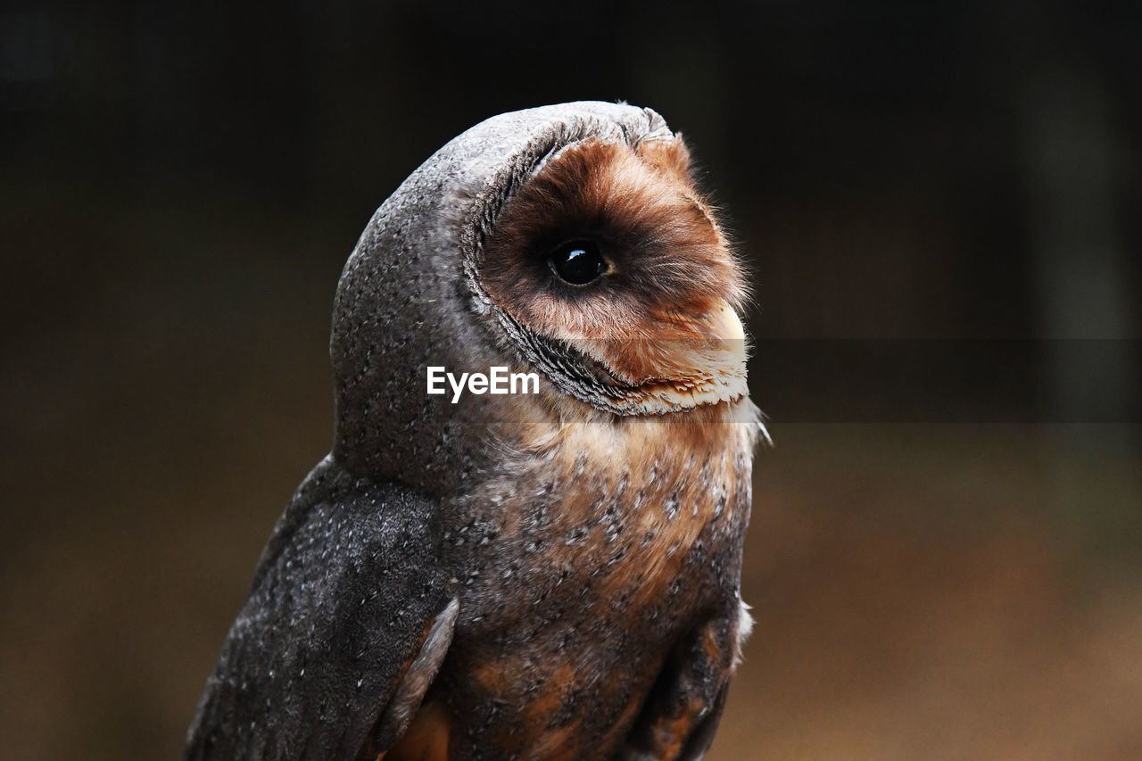 Close-up portrait of owl