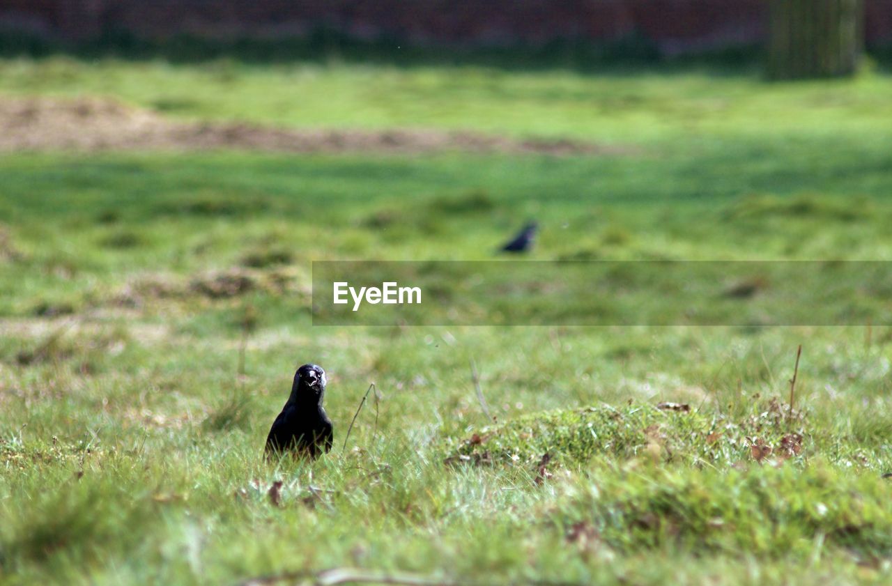 BIRD ON A FIELD