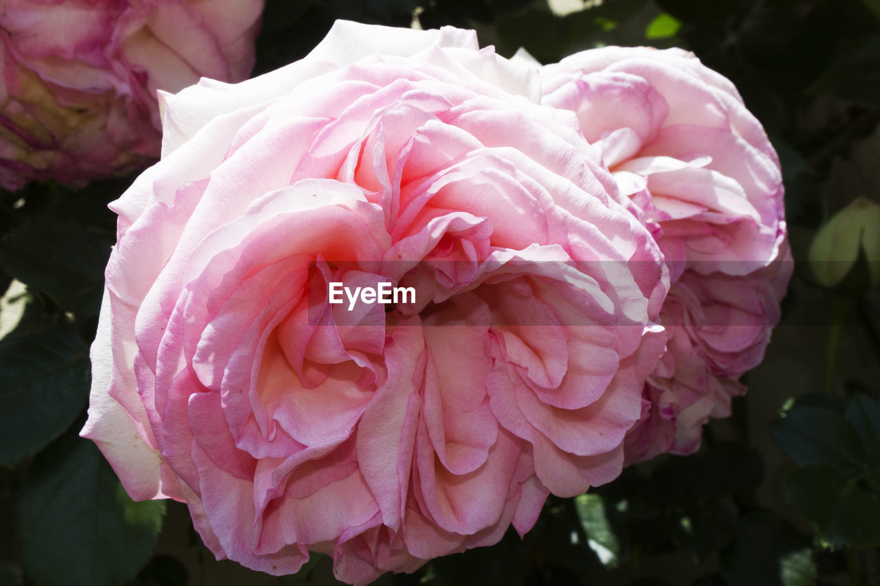 CLOSE-UP OF PINK ROSE WITH FLOWER