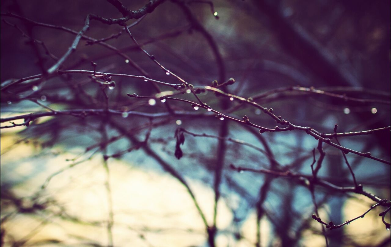 CLOSE-UP OF BRANCHES ON BRANCH