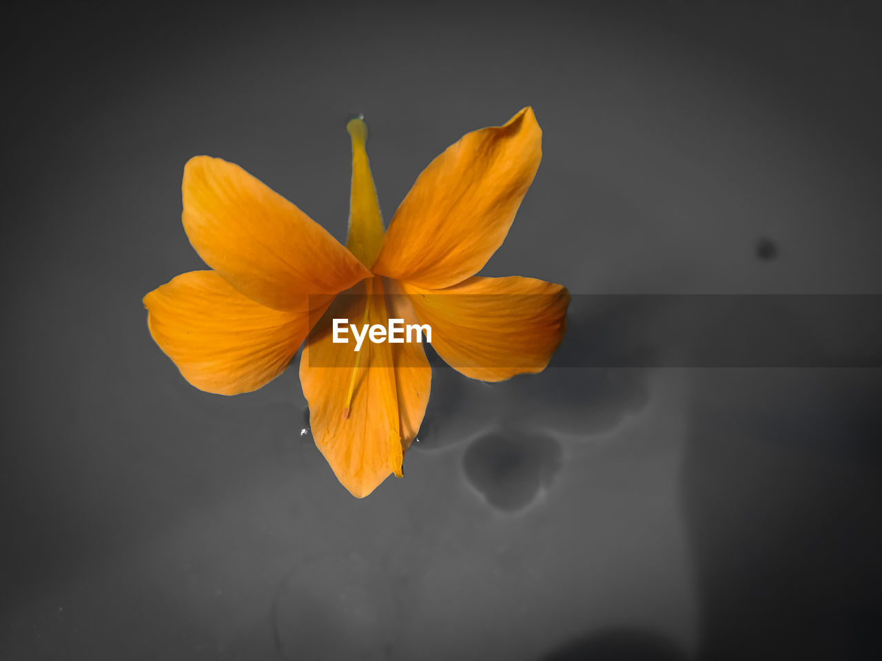 CLOSE-UP OF YELLOW HIBISCUS FLOWER
