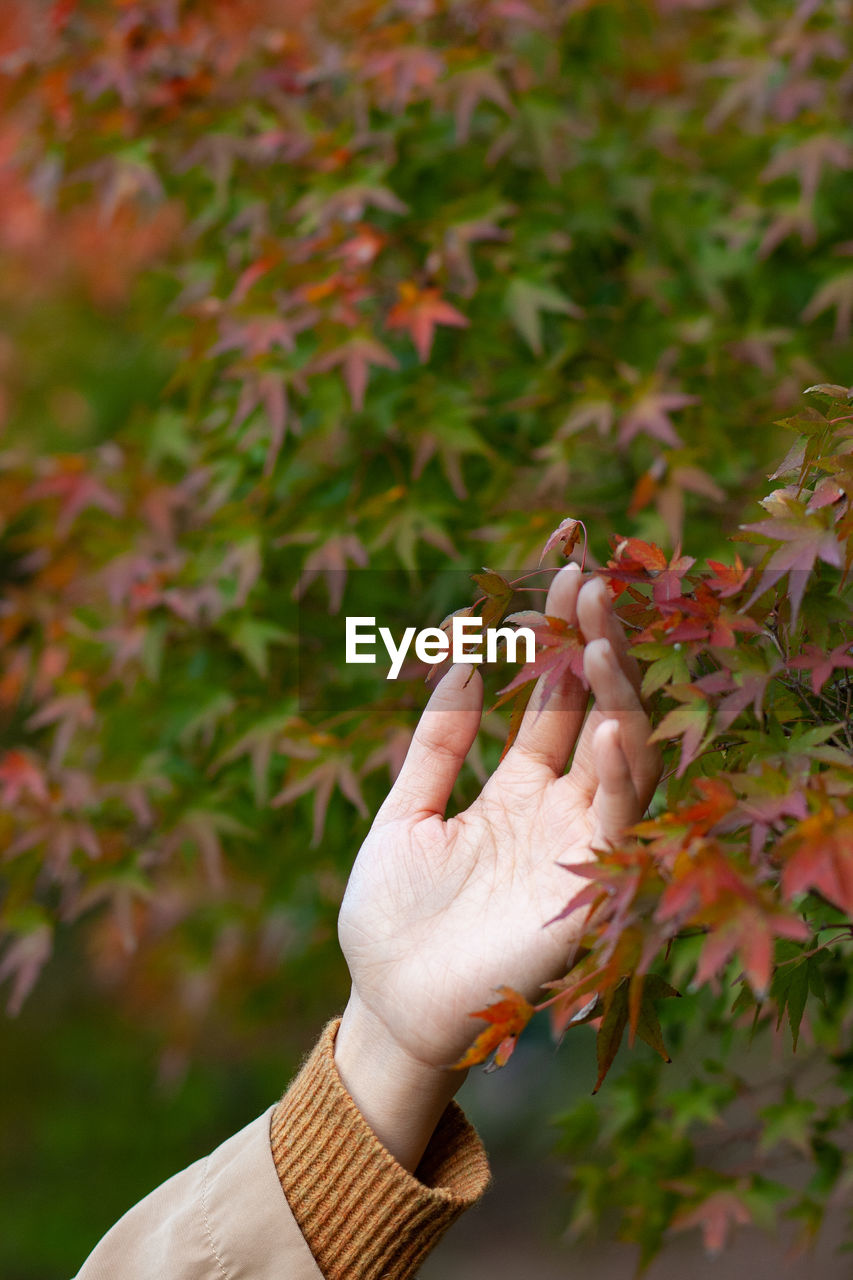 Cropped hand touching autumn leaves