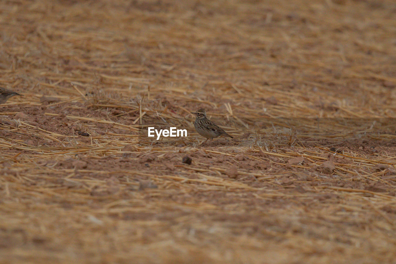 CLOSE-UP OF A BIRD ON A FIELD