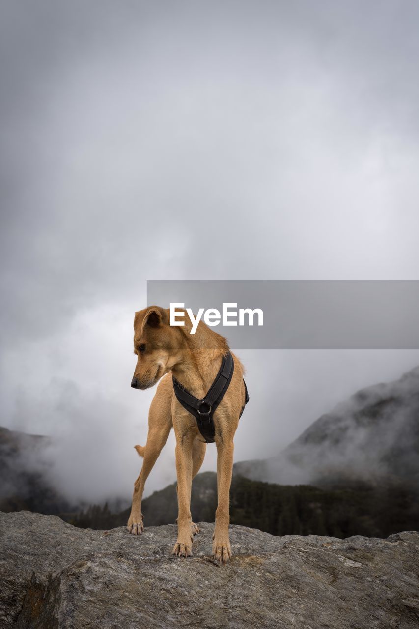 Dog standing on rock against sky