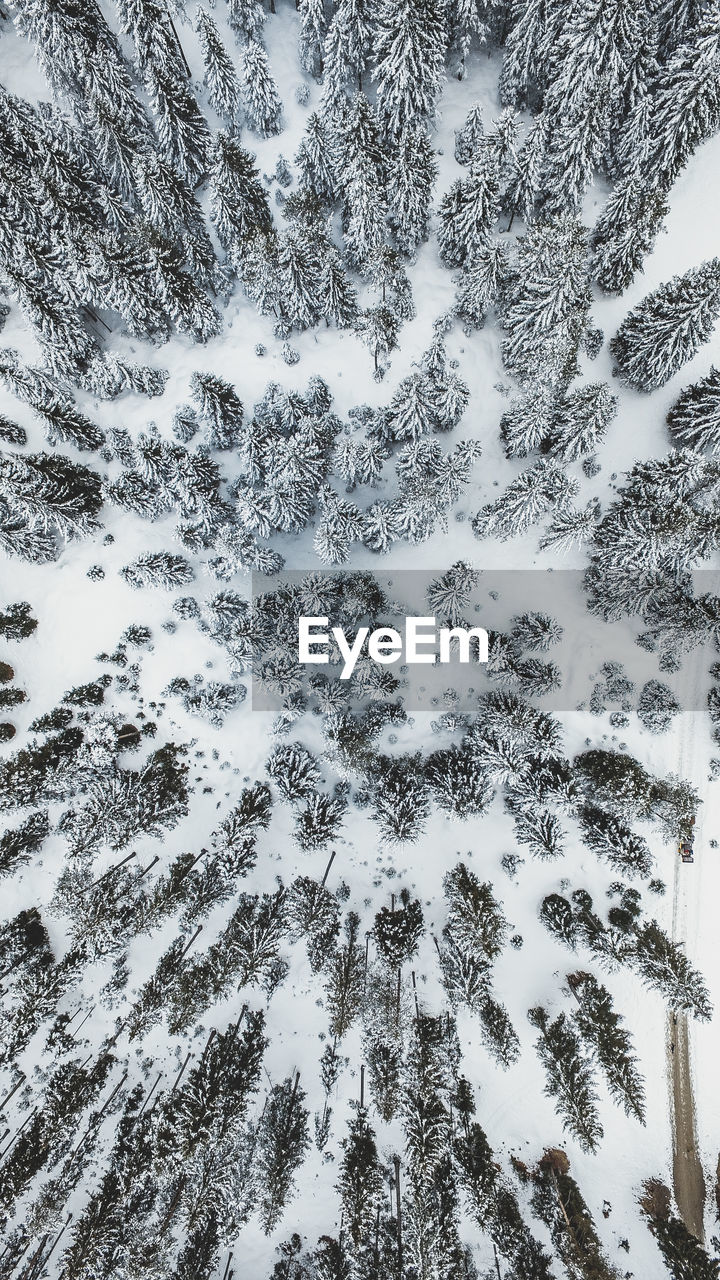 LOW ANGLE VIEW OF TREES IN SNOW