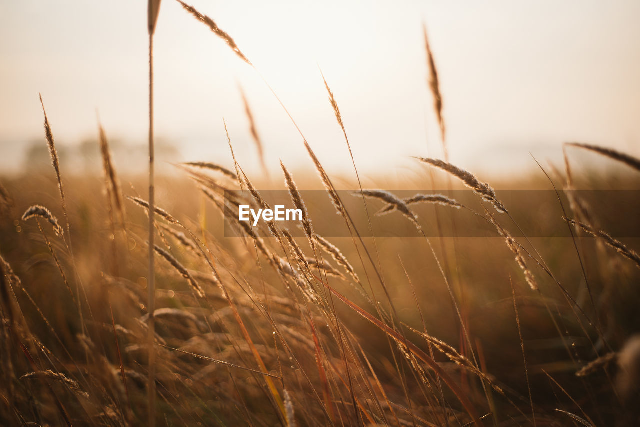 Close-up of grass in field against sky