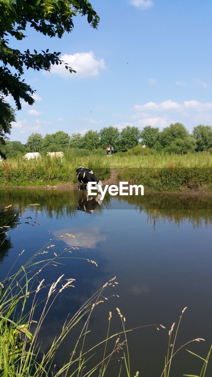 SCENIC VIEW OF LAKE BY TREES ON FIELD