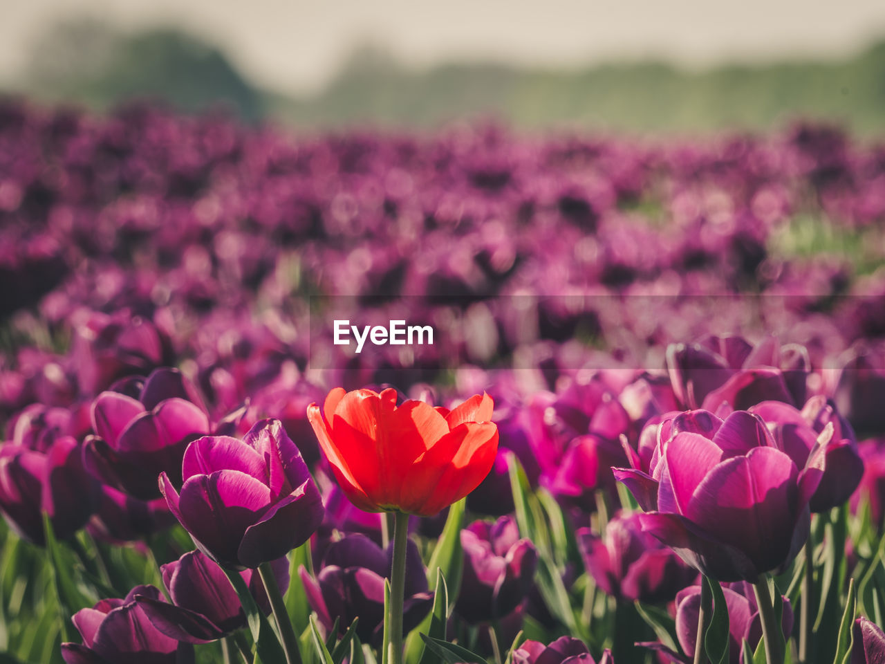 CLOSE-UP OF PINK TULIPS