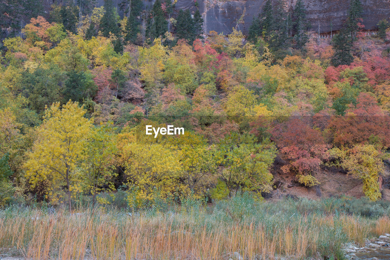 Natural landscape in autumn at zion national park in usa