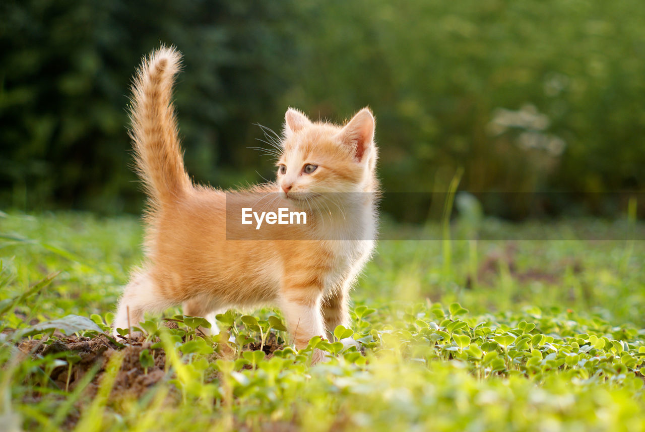 Portrait of ginger kitten on field