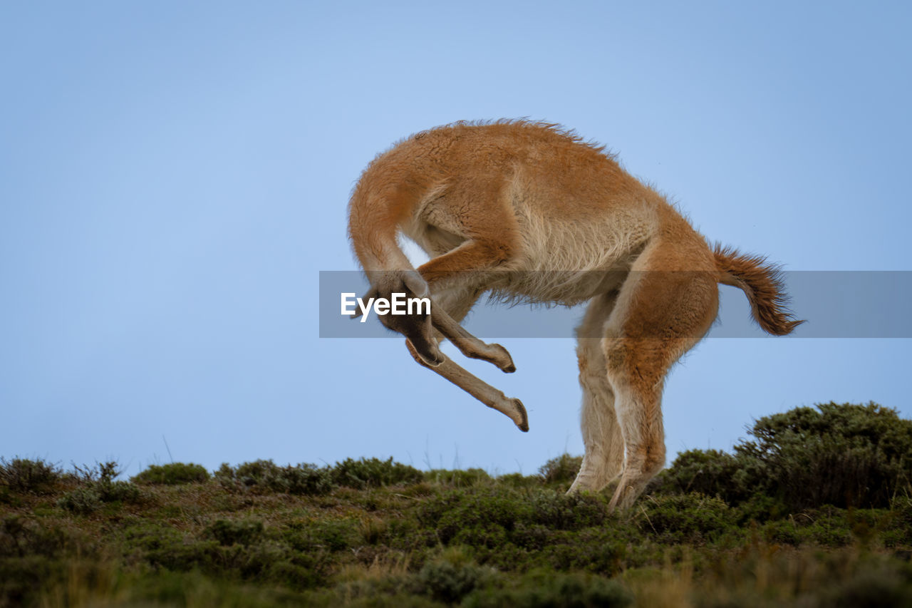 animal, animal themes, mammal, one animal, animal wildlife, wildlife, no people, sky, nature, full length, jumping, side view, plant, motion, blue, outdoors, clear sky, day