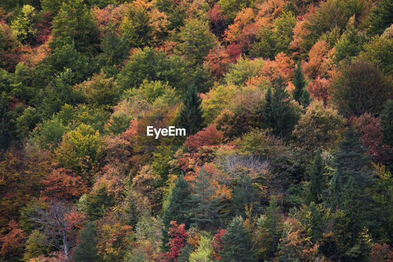 High angle view of trees in forest during autumn