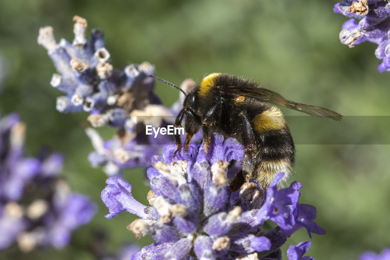 Close-up of bee carrying an invasive mite whilst pollinating, and collecting  nectar on lavender