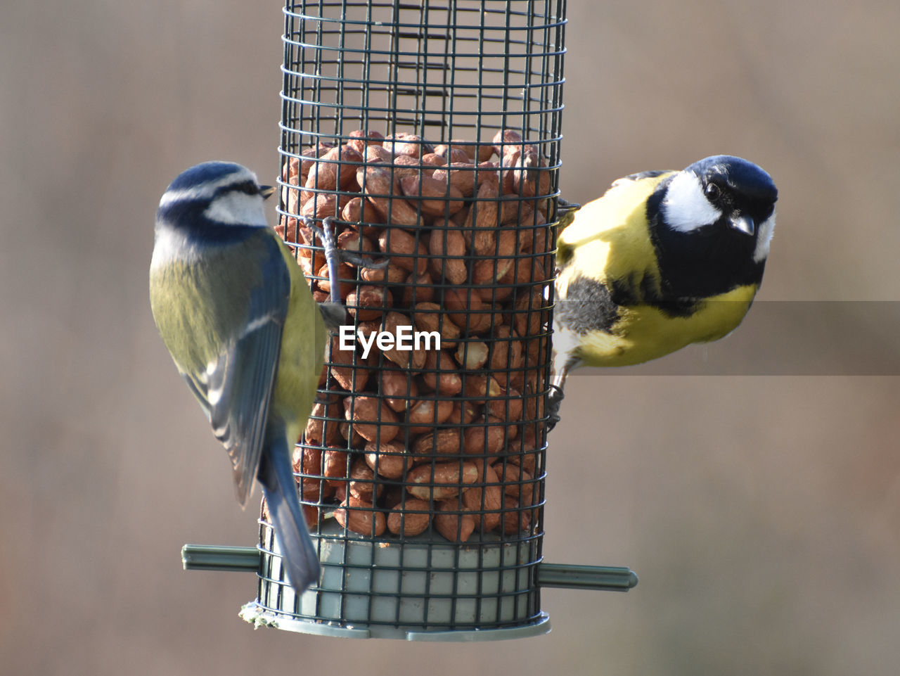 CLOSE-UP OF BIRD FEEDER