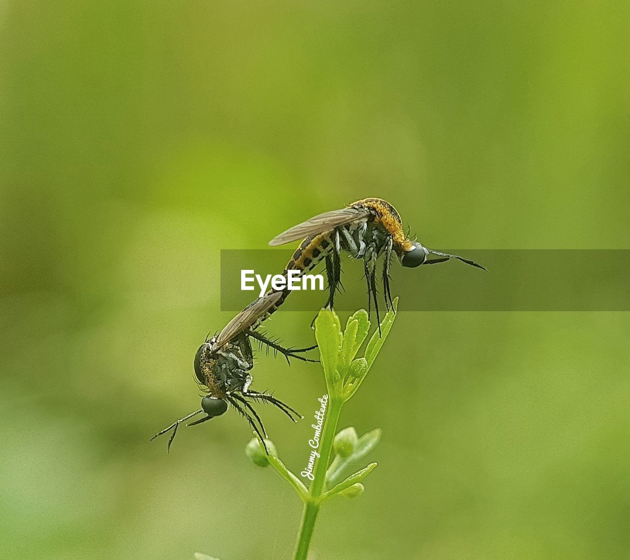 CLOSE-UP OF INSECT ON LEAF