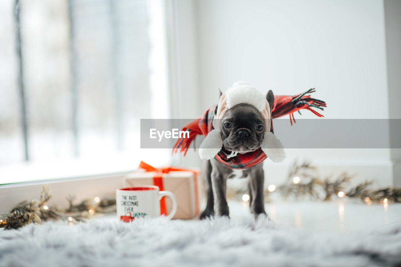 close-up of dog on snow