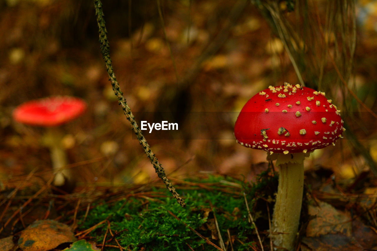 Close-up of fly agaric mushroom on field