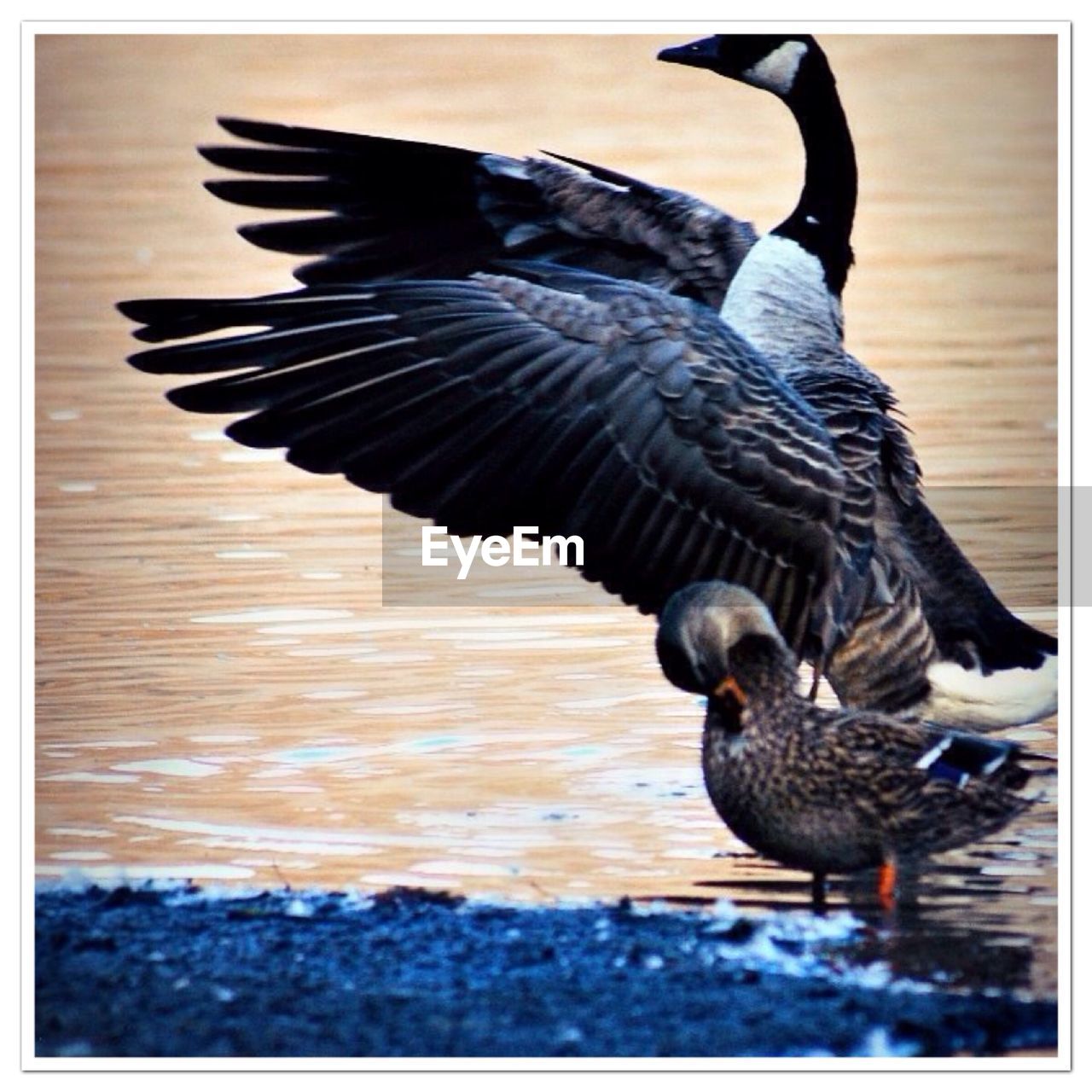 VIEW OF BIRDS IN FLIGHT