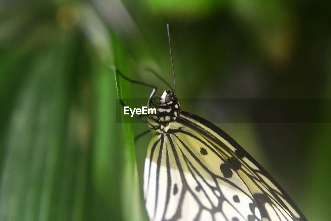 Close-up of butterfly on leaf