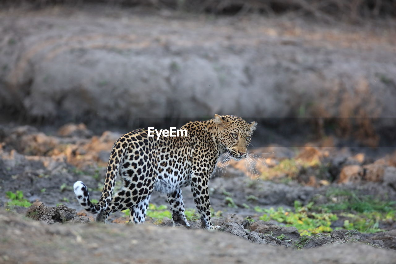 Leopard on field