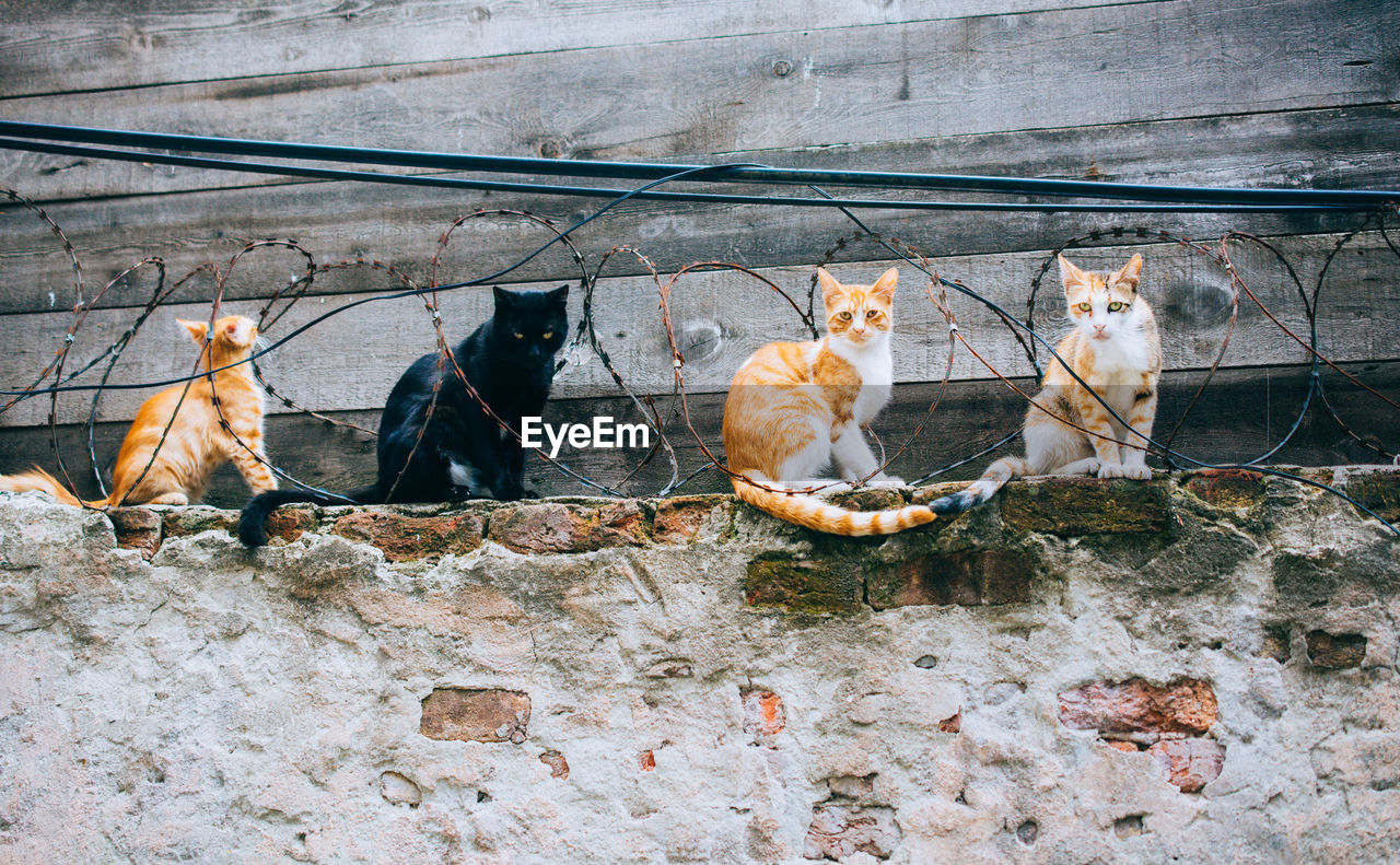 CATS SITTING IN A WALL