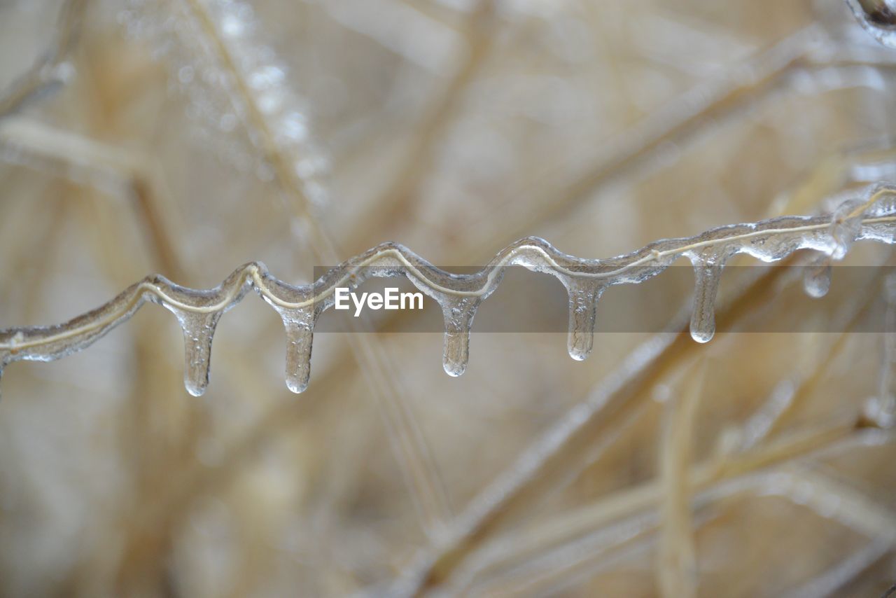 Close-up of frozen dry grasses