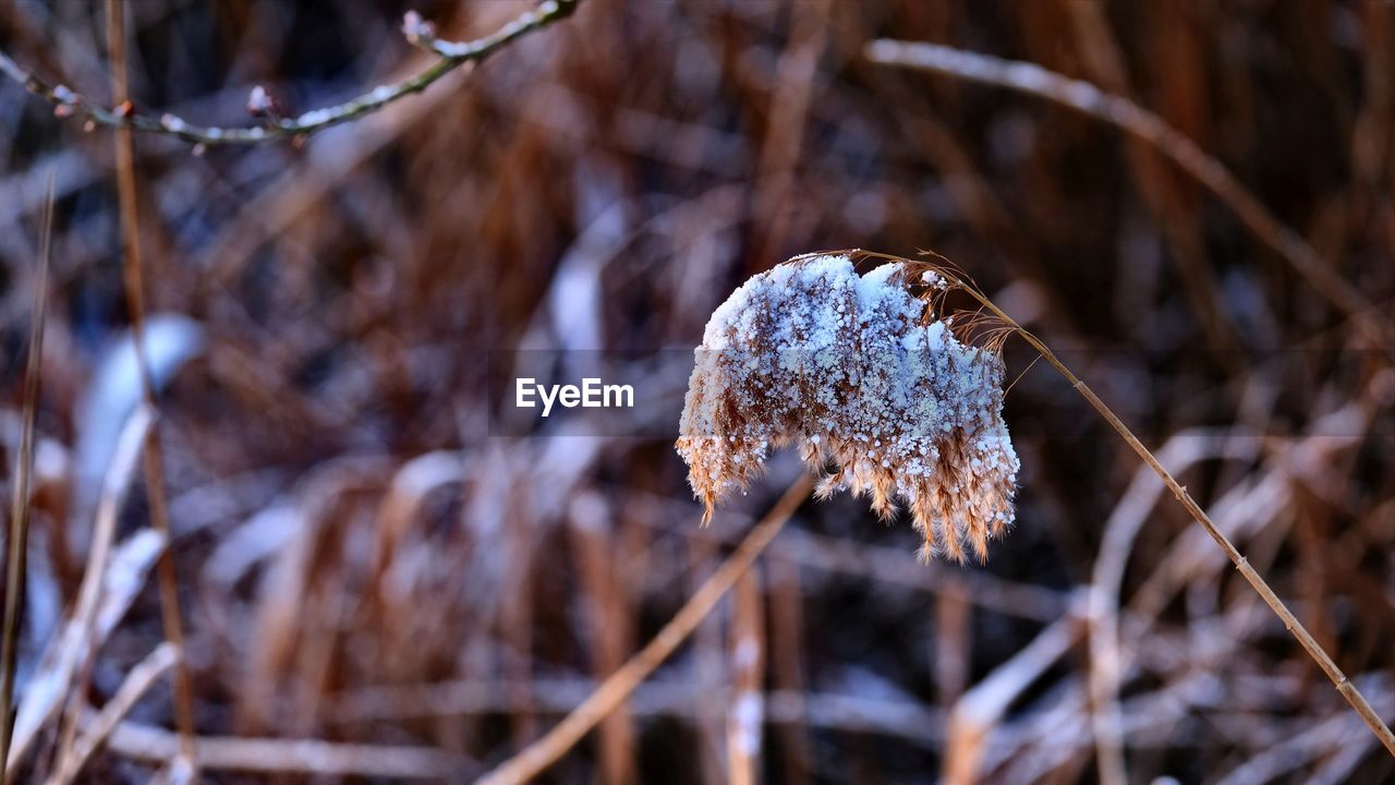 CLOSE-UP OF FROZEN FLOWER