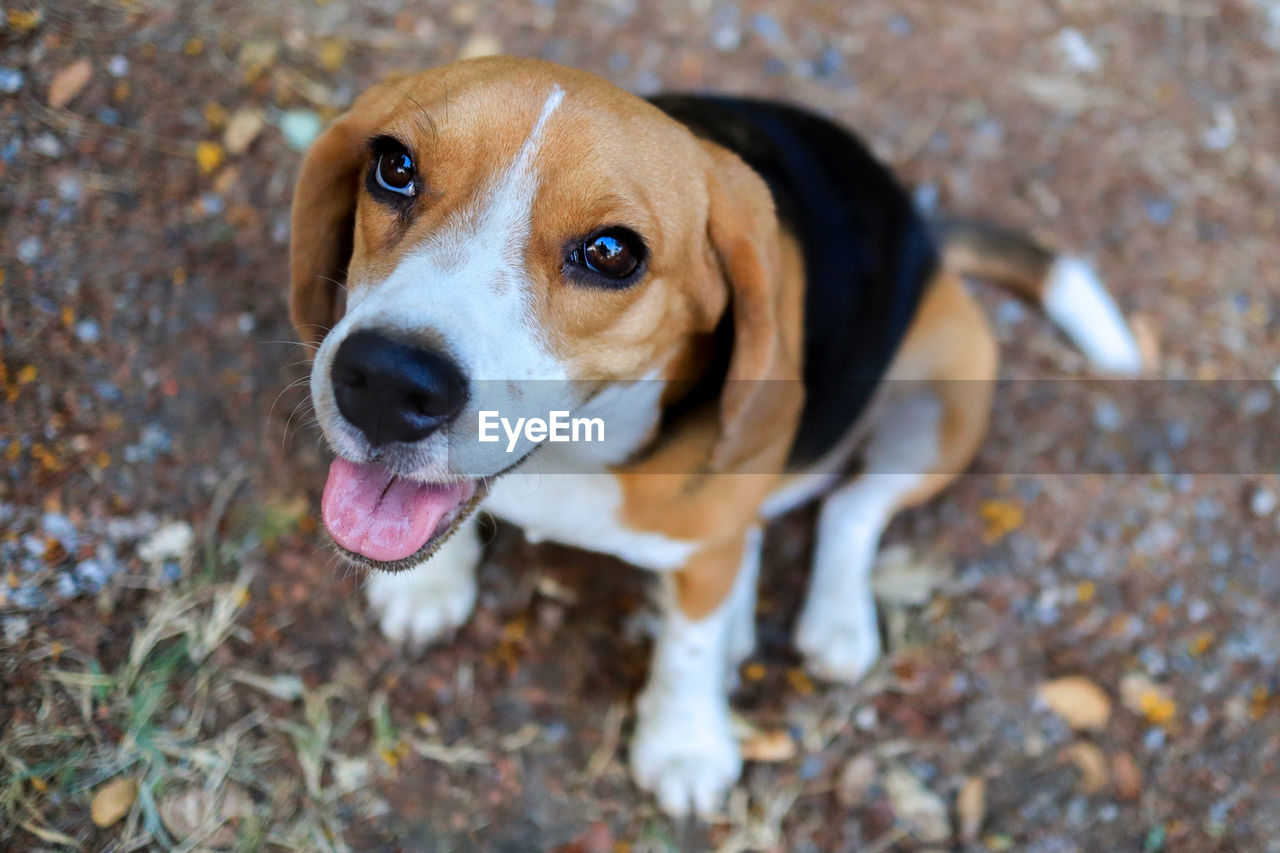 CLOSE-UP PORTRAIT OF A DOG