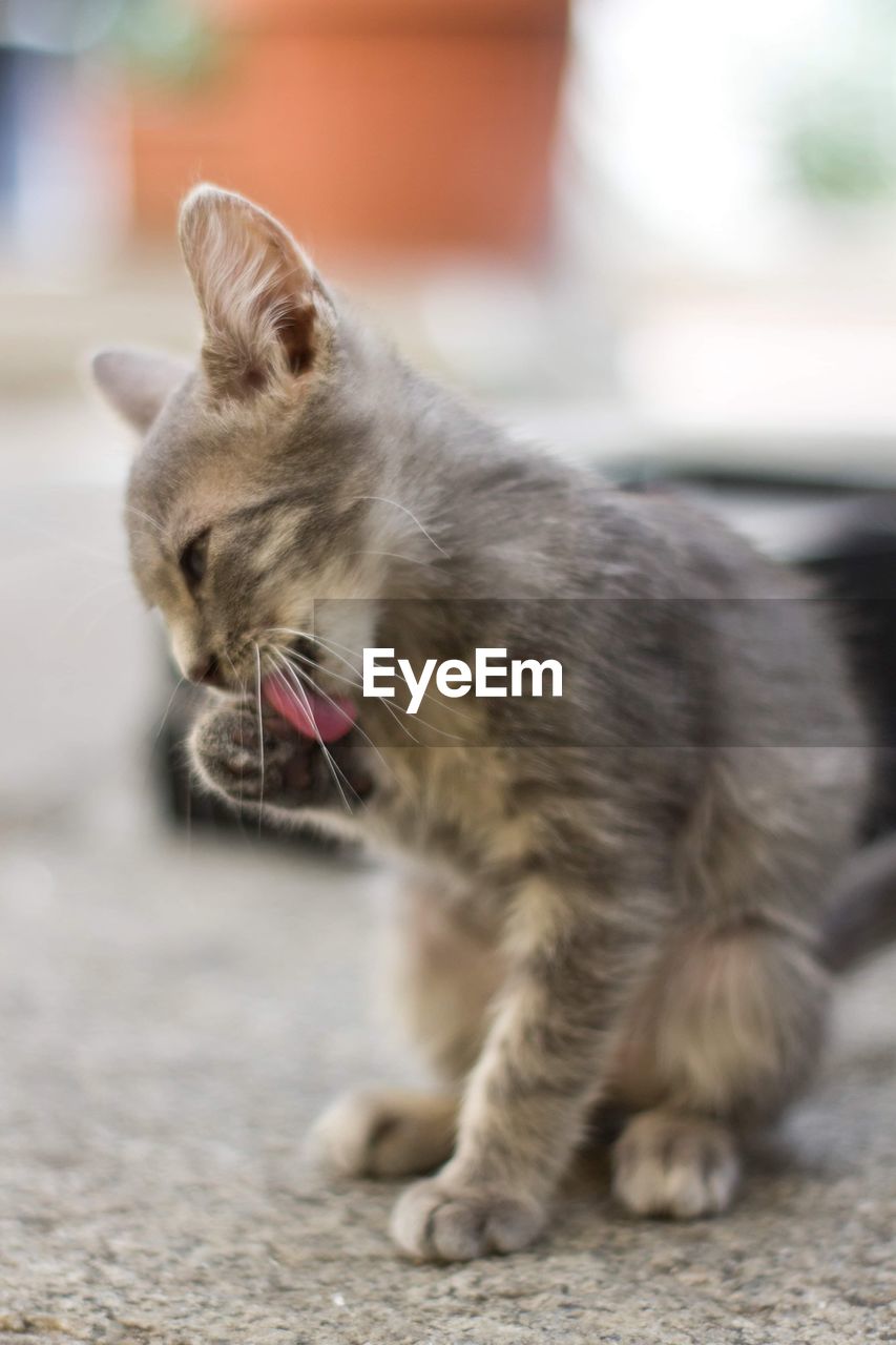 Close-up of a cat with eyes closed