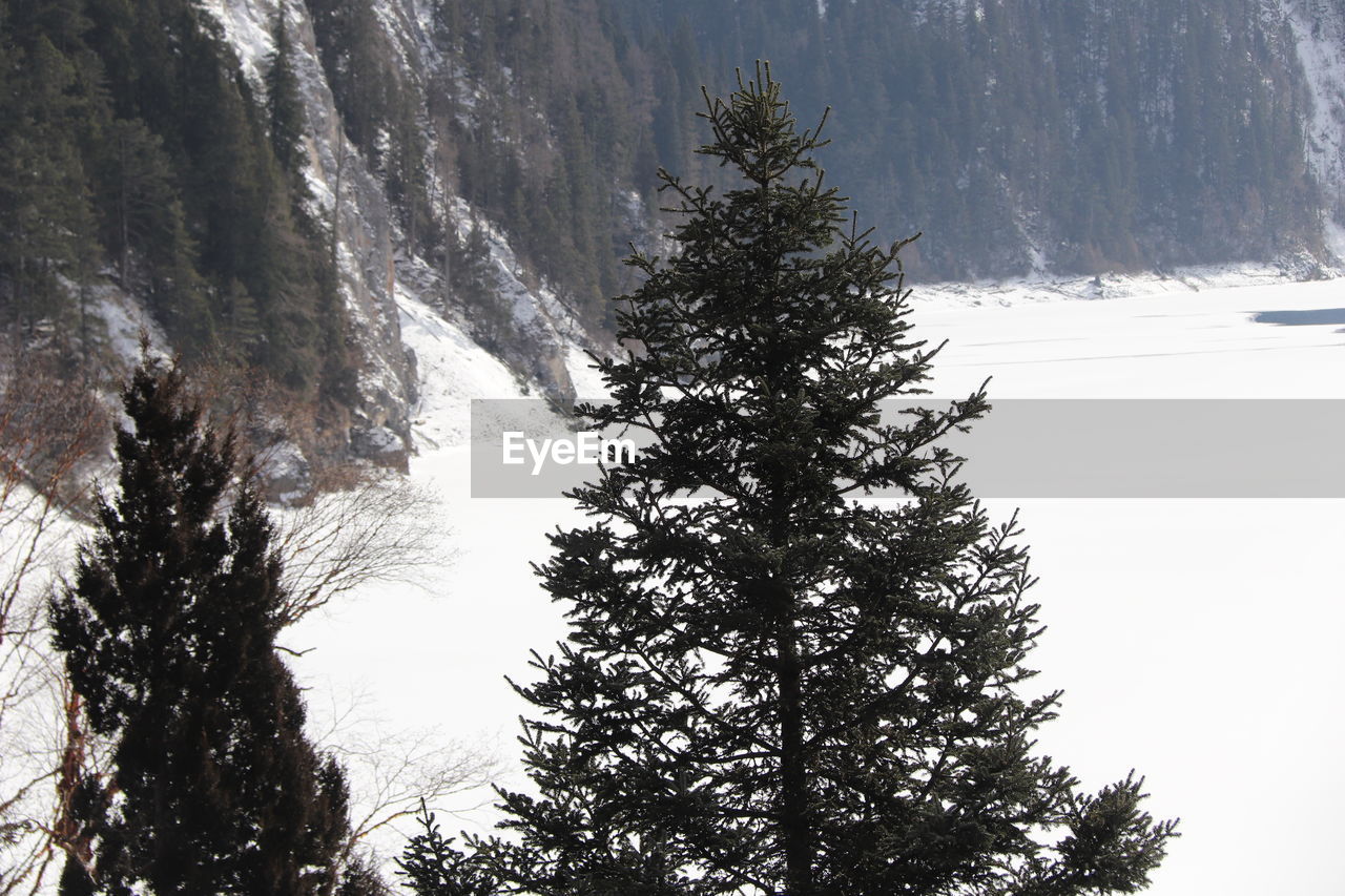 PINE TREES ON SNOW COVERED MOUNTAIN