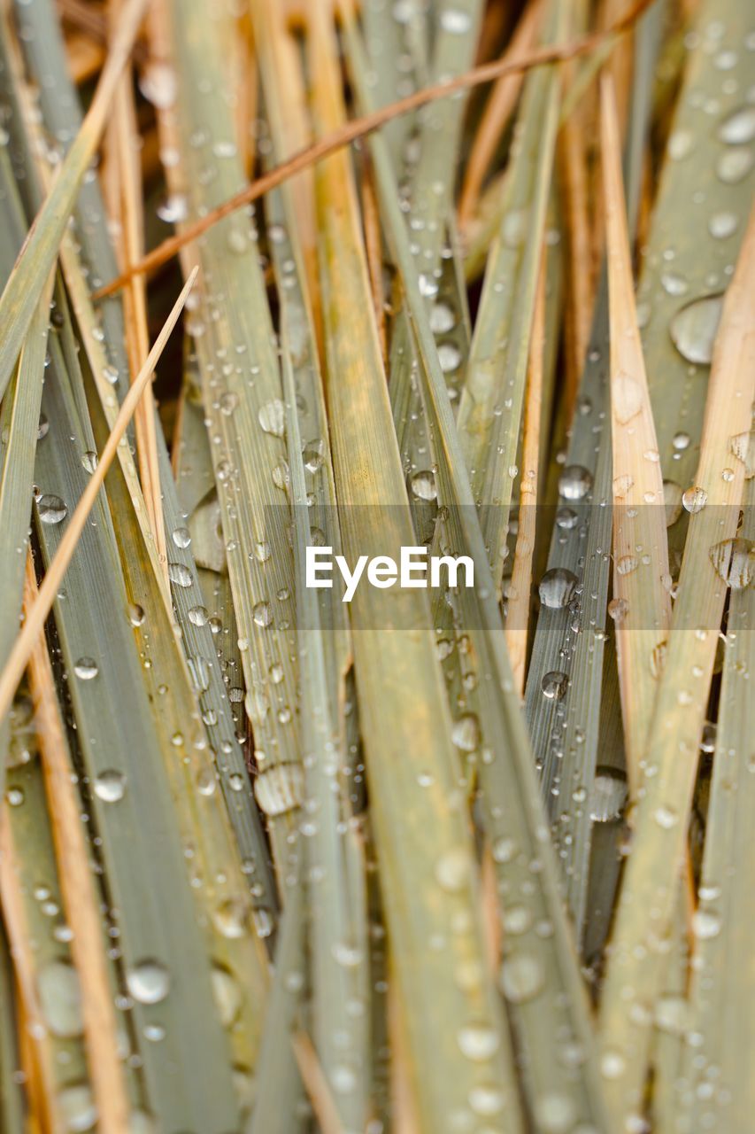 FULL FRAME SHOT OF RAINDROPS ON WET GRASS