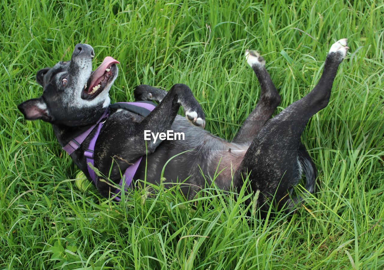 High angle view of dog lying on grassy field