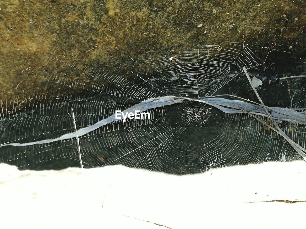 CLOSE-UP OF TREE BY WATER