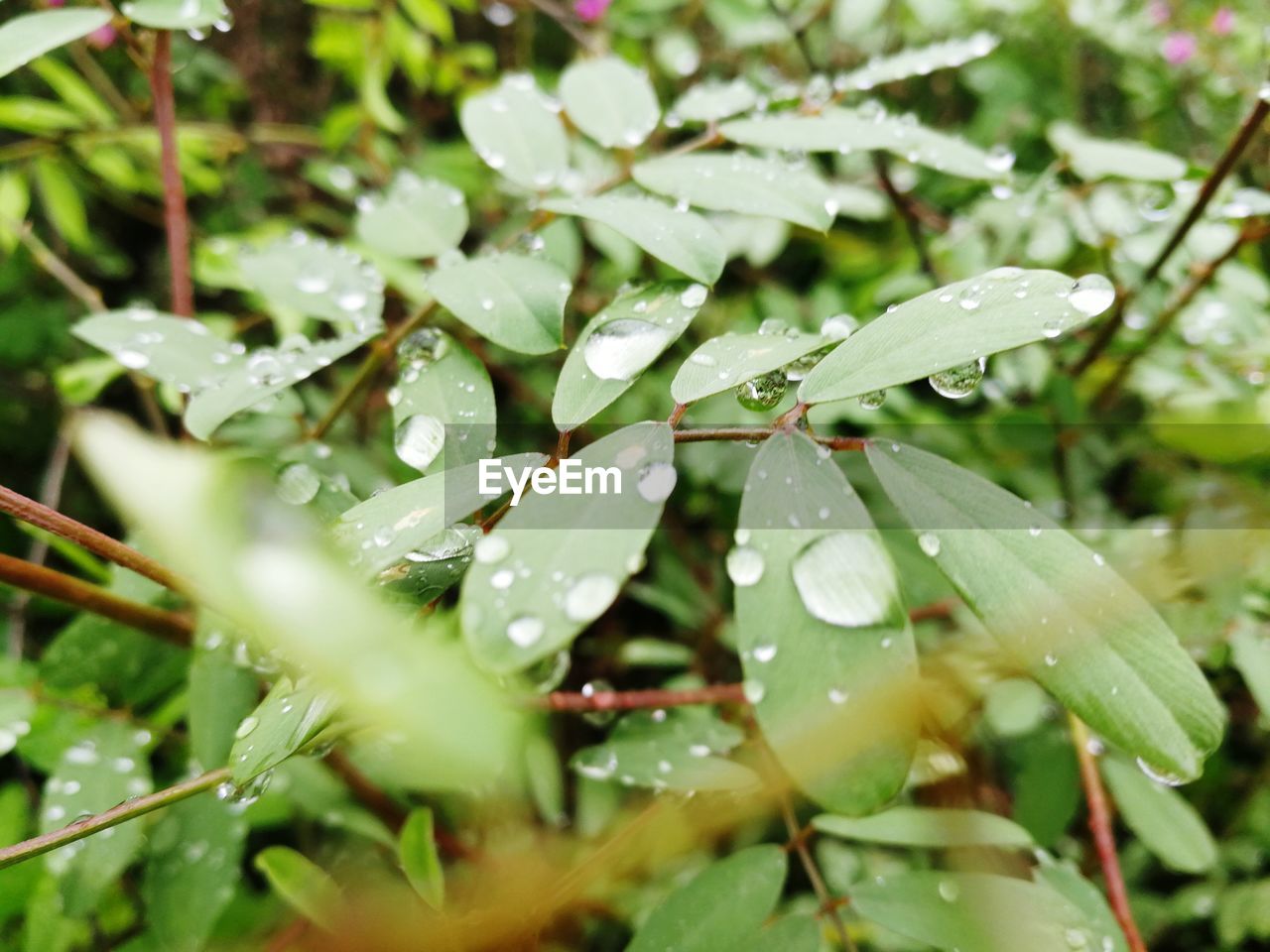 CLOSE-UP OF WET LEAVES ON RAINY DAY