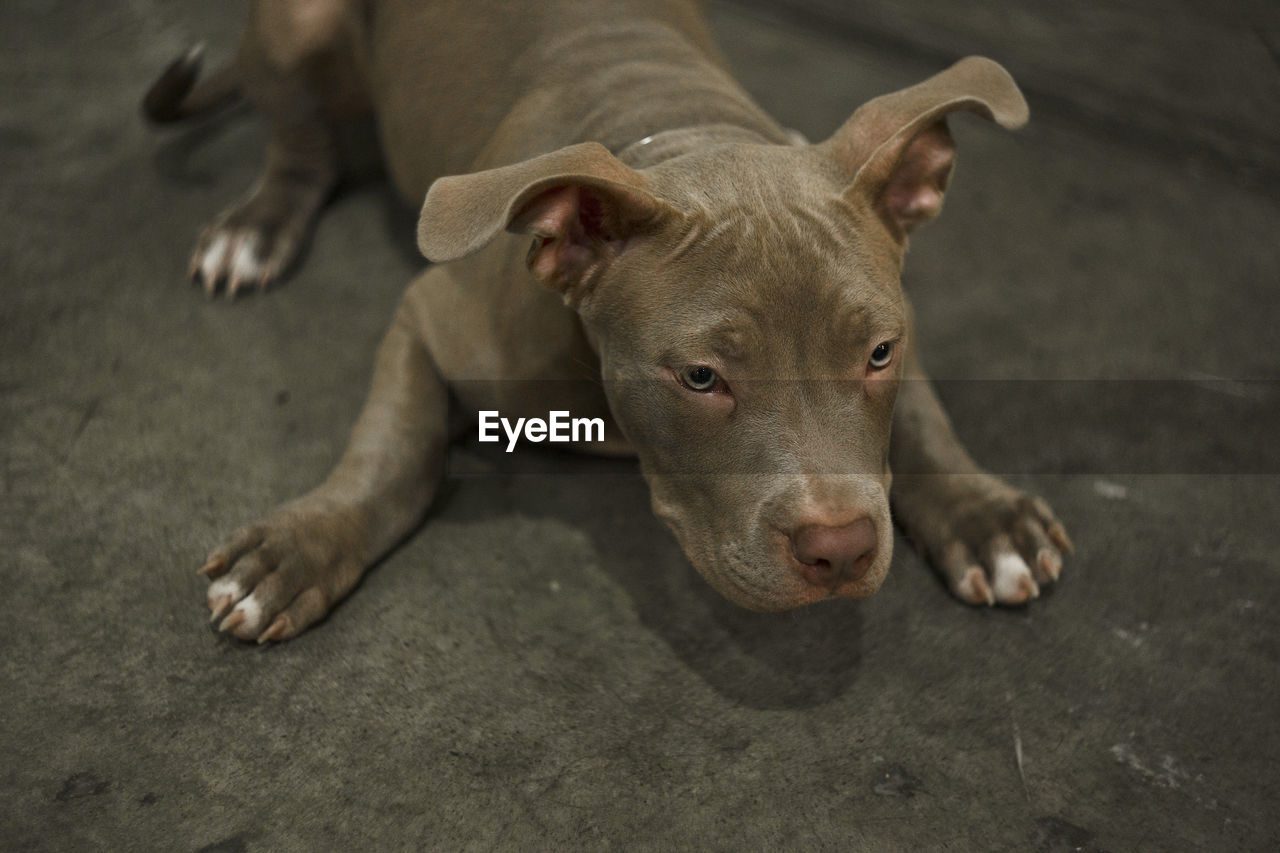 HIGH ANGLE VIEW OF DOG LYING ON MAN