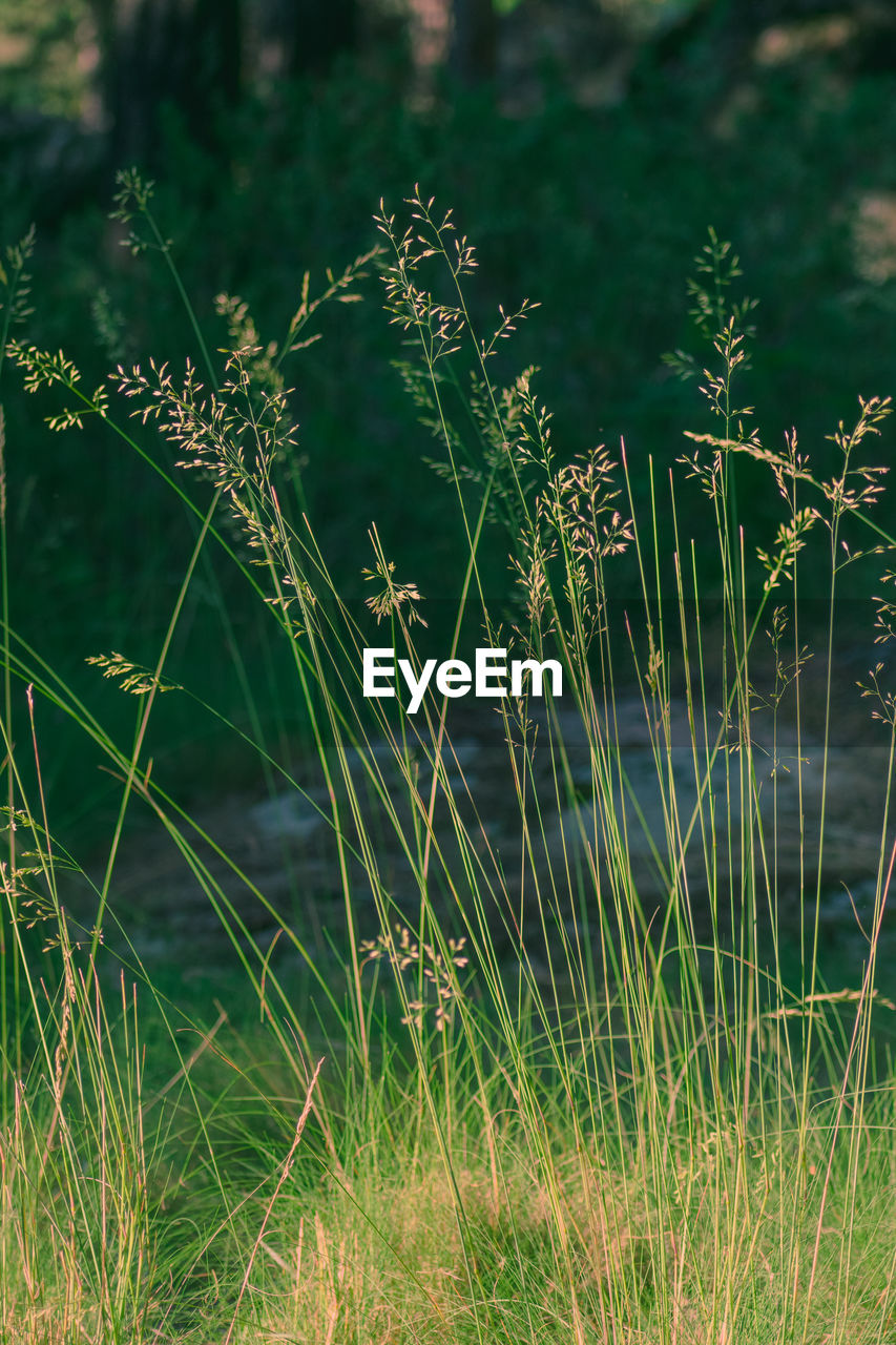 CLOSE-UP OF GRASS GROWING IN FIELD