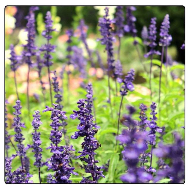 CLOSE-UP OF PURPLE FLOWERS BLOOMING