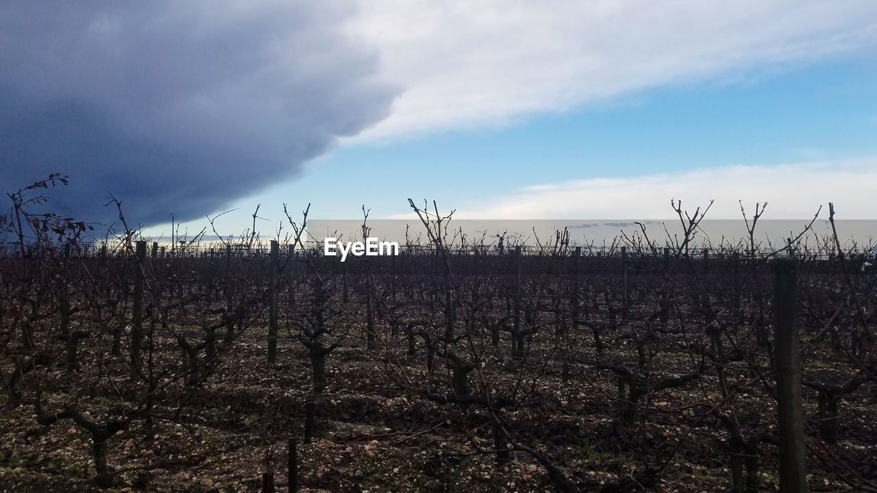 PLANTS GROWING ON LAND AGAINST SKY