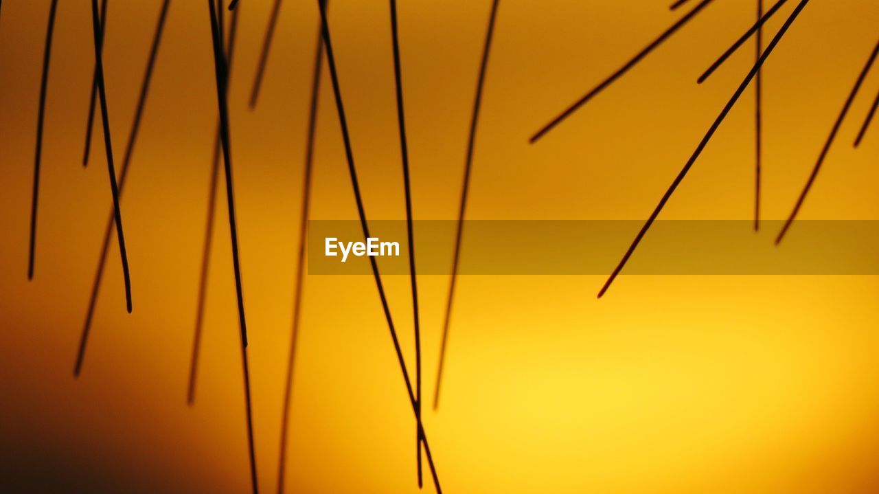 Close-up of orange plant against sky during sunset