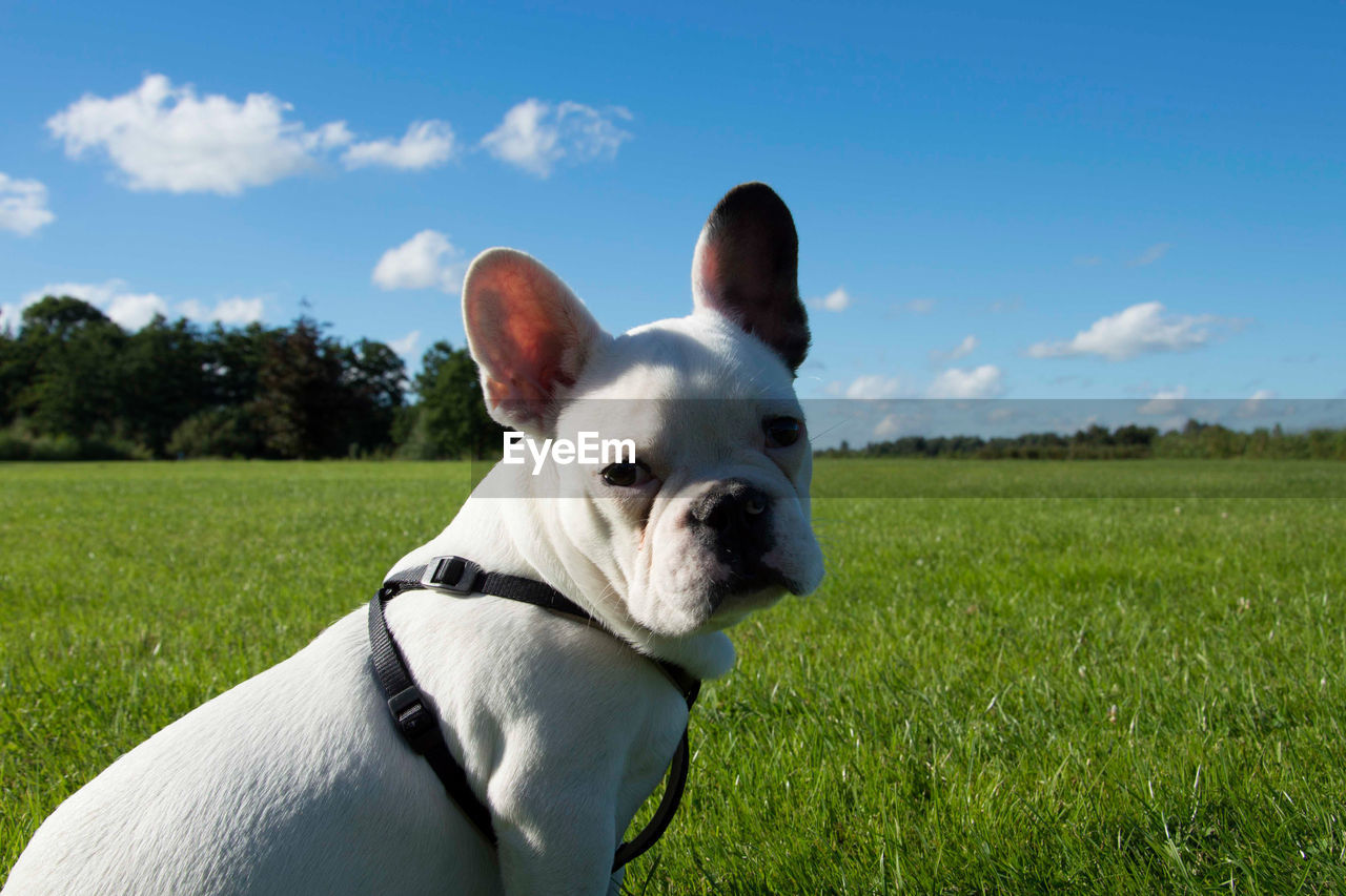 CLOSE-UP PORTRAIT OF DOG ON FIELD