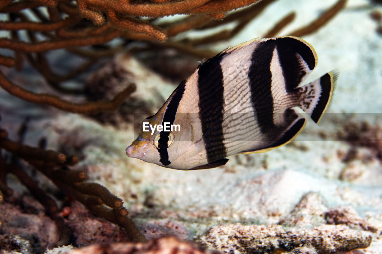 A banded butterflyfish exploring the reef in bonaire, the netherlands. chaetodon striatus