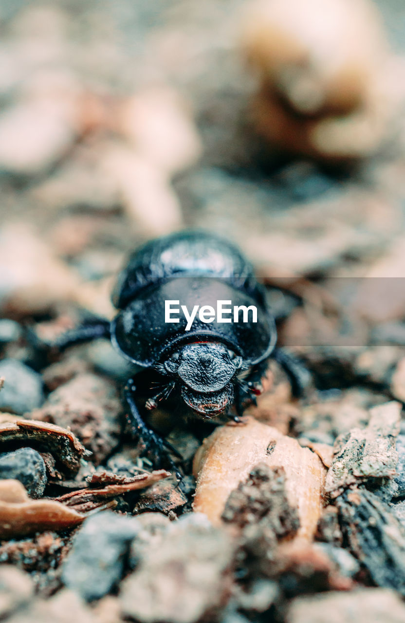 Close-up of insect on rock