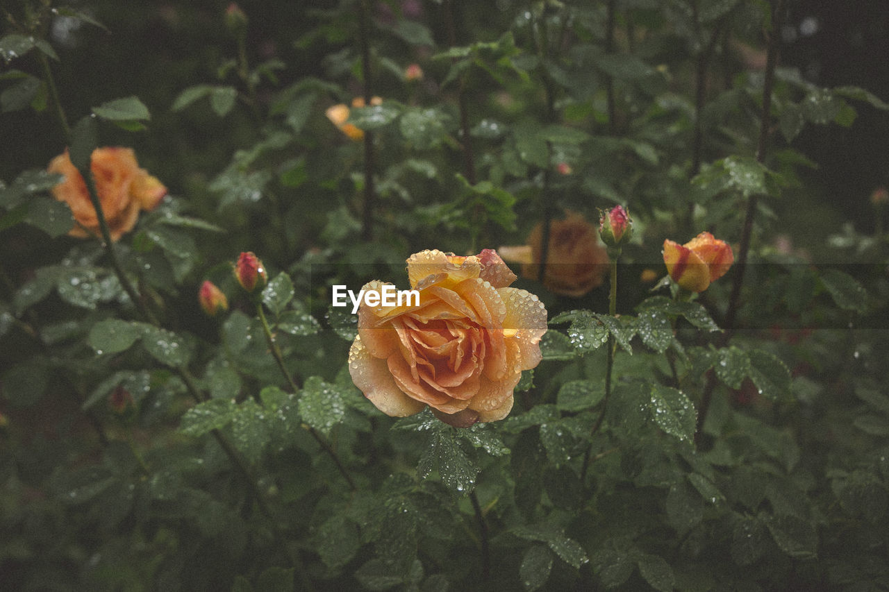 Close-up of roses blooming outdoors