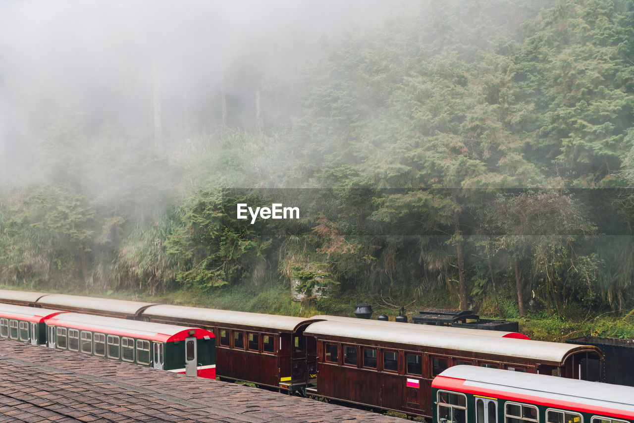 TRAIN AMIDST TREES