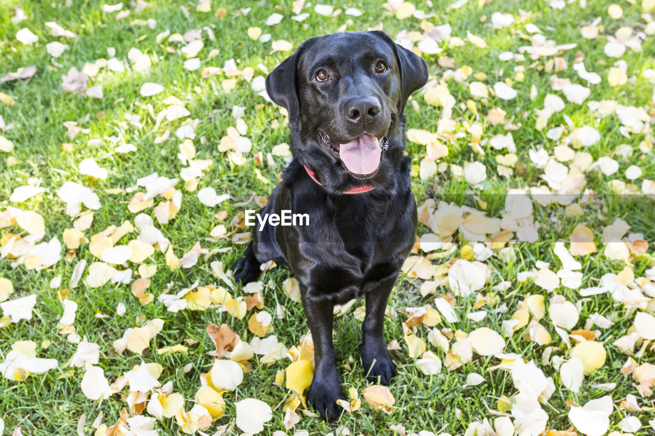 PORTRAIT OF BLACK DOG IN FLOWER