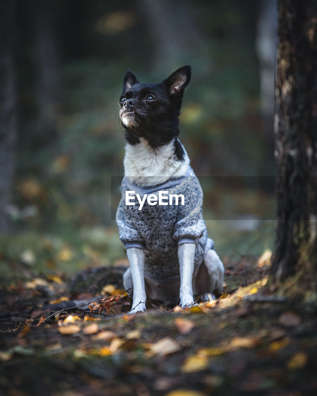 Dog sitting on field in forest